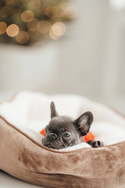 Sevimli Fransız bulldog köpeğinin portresi.