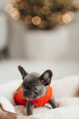 Sevimli Fransız bulldog köpeğinin portresi.