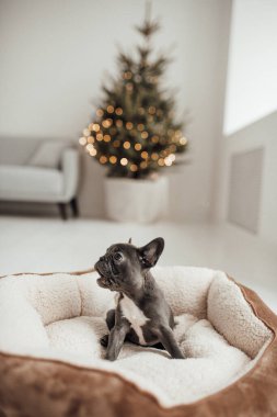 tapılası Fransız buldog yavrusu. 