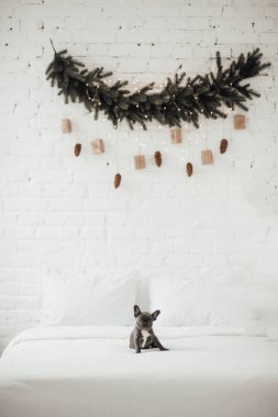 tapılası Fransız buldog yavrusu. 