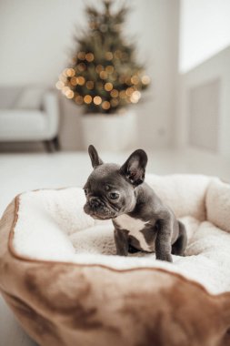 tapılası Fransız buldog yavrusu. 