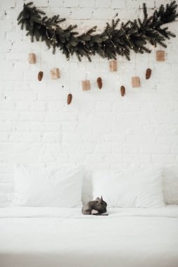 tapılası Fransız buldog yavrusu. 