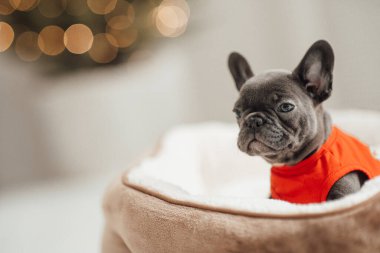 Sevimli Fransız bulldog köpeğinin portresi.