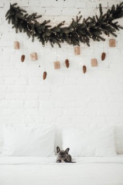 tapılası Fransız buldog yavrusu. 