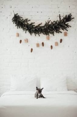 tapılası Fransız buldog yavrusu. 