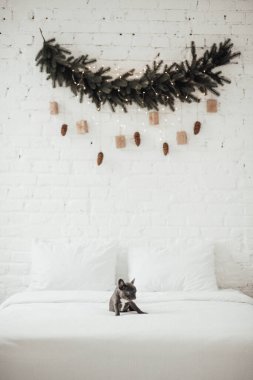 tapılası Fransız buldog yavrusu. 