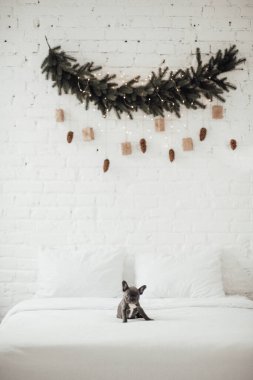 tapılası Fransız buldog yavrusu. 