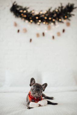 Atkılı buldog köpeği.