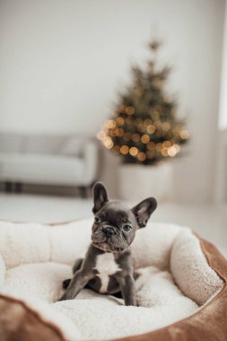 tapılası Fransız buldog yavrusu. 