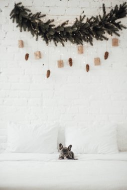 tapılası Fransız buldog yavrusu. 