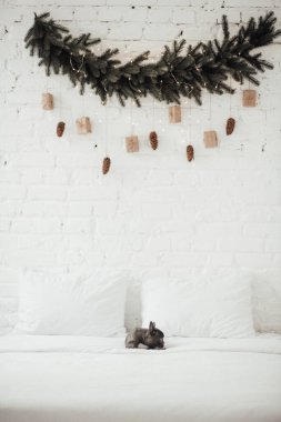 tapılası Fransız buldog yavrusu. 