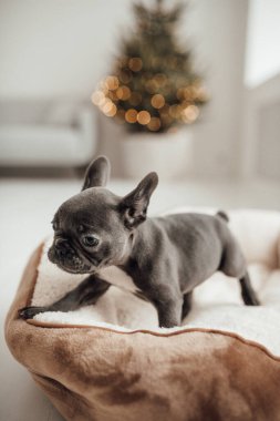 tapılası Fransız buldog yavrusu. 