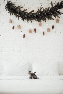 tapılası Fransız buldog yavrusu. 