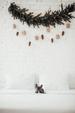 tapılası Fransız buldog yavrusu. 