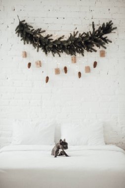 tapılası Fransız buldog yavrusu. 