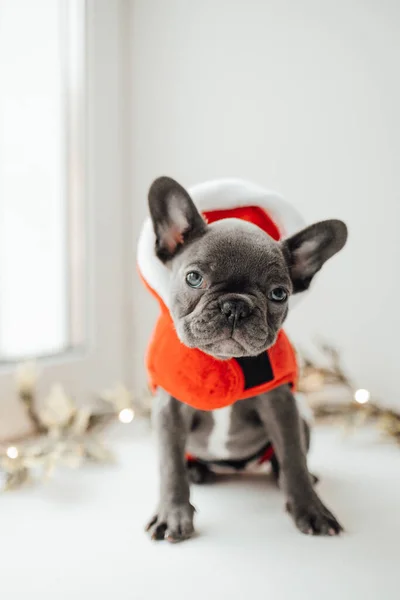 Söt Fransk Bulldog Tomtedräkt — Stockfoto