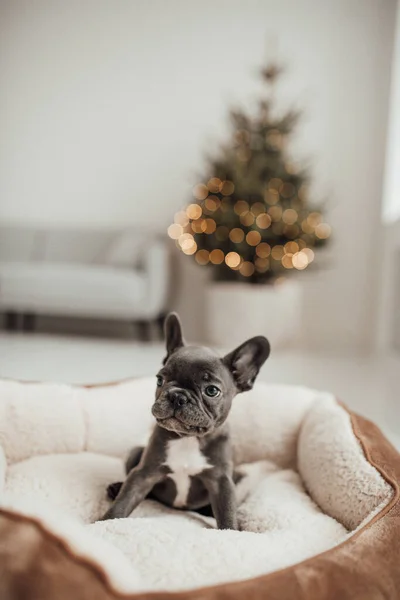 Cachorrinho Bulldog Francês Adorável — Fotografia de Stock