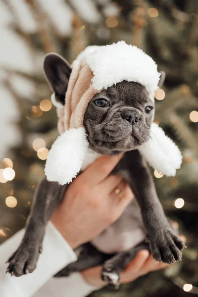 Sevimli Şapkalı Sevimli Fransız Buldog Köpeğini Tutan Kişi — Stok fotoğraf