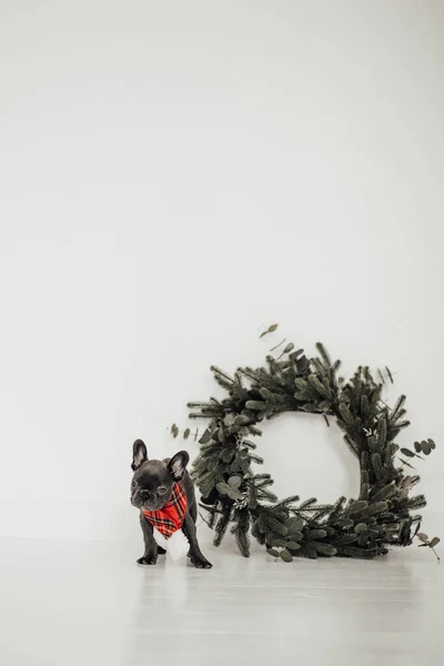 Roztomilý Francouzský Buldok Poblíž Vánočního Věnce — Stock fotografie
