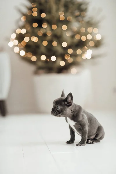 Cachorrinho Bulldog Francês Adorável — Fotografia de Stock