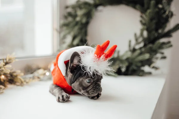 Niedliche Französische Bulldogge Welpe Trägt Hirschhörner — Stockfoto