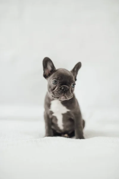 Tapılası Fransız Buldog Yavrusu — Stok fotoğraf