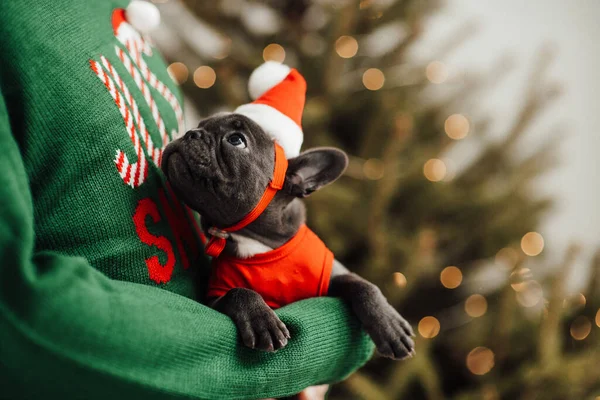 Person Hält Händen Französische Bulldogge Mit Weihnachtsmütze — Stockfoto