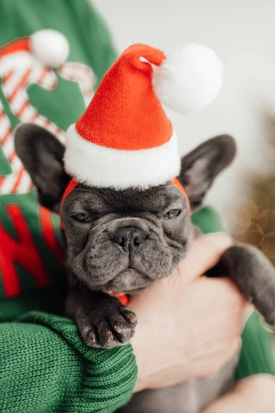 可爱的法国斗牛犬 头戴圣诞礼帽 — 图库照片