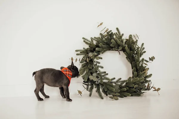 Niedliche Französische Bulldogge Der Nähe Des Weihnachtskranzes — Stockfoto