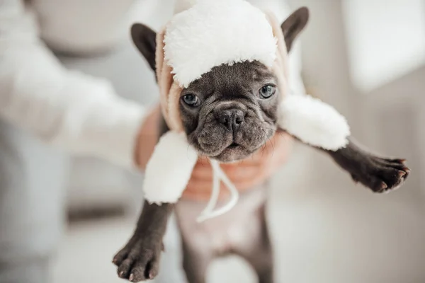 Pessoa Segurando Adorável Francês Bulldog Filhote Cachorro Chapéu Bonito — Fotografia de Stock