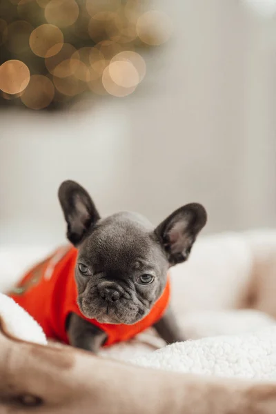 Retrato Adorável Filhote Cachorro Bulldog Francês — Fotografia de Stock