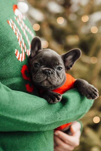 Persona Che Tiene Mani Bulldog Francese — Foto Stock