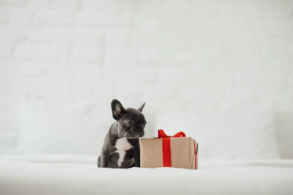 Rozkošný Francouzský Buldok Štěně Vánoční Dárkovou Krabičkou — Stock fotografie