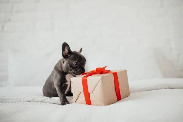 cute french bulldog puppy with gift box