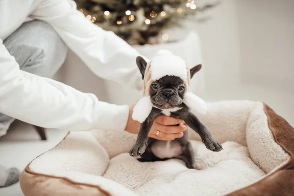 Persoon Met Schattige Franse Bulldog Puppy Hoed — Stockfoto