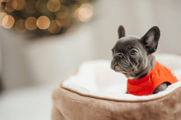 Porträt Der Entzückenden Französischen Bulldogge Welpe — Stockfoto