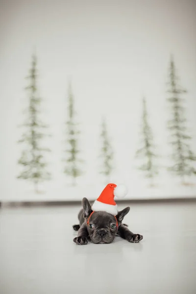 Schattig Frans Bulldog Puppy Santa Hoed — Stockfoto