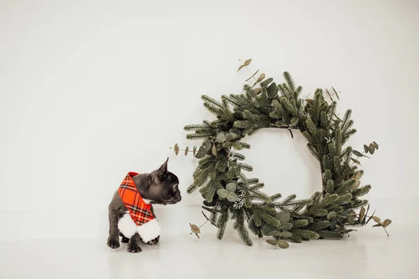 Söt Fransk Bulldog Nära Jul Krans — Stockfoto