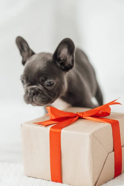 french bulldog with christmas gift box