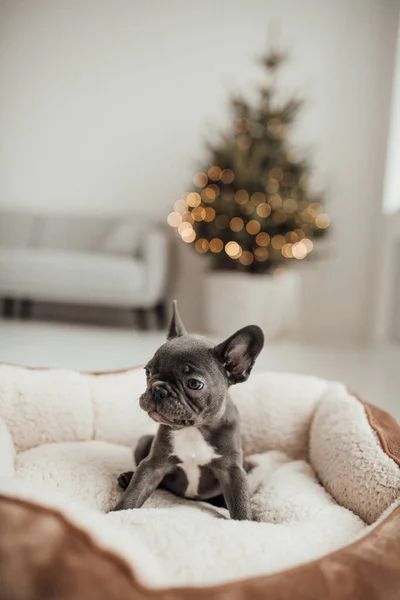 Cachorrinho Bulldog Francês Adorável — Fotografia de Stock