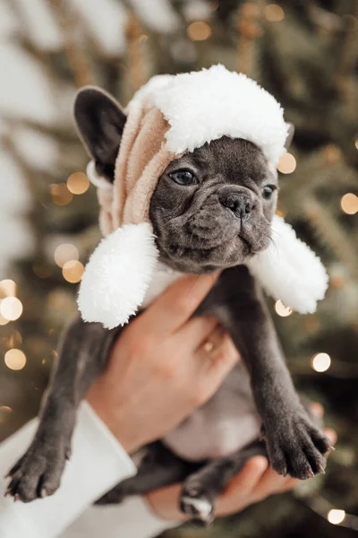 Sevimli Şapkalı Sevimli Fransız Buldog Köpeğini Tutan Kişi — Stok fotoğraf
