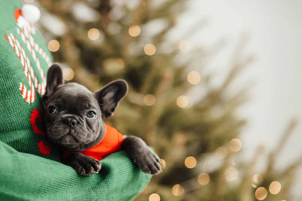 Person Hält Französische Bulldogge Händen — Stockfoto