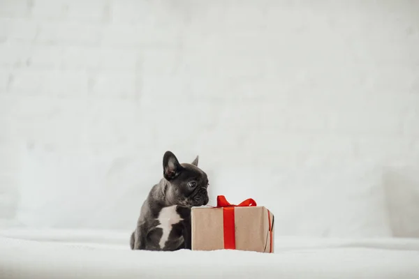 Rozkošný Francouzský Buldok Štěně Vánoční Dárkovou Krabičkou — Stock fotografie