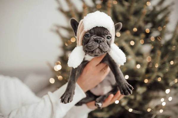 Persona Sosteniendo Adorable Bulldog Francés Cachorro Sombrero —  Fotos de Stock