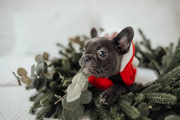 Cute French Bulldog Santa Costume — Stock Photo, Image