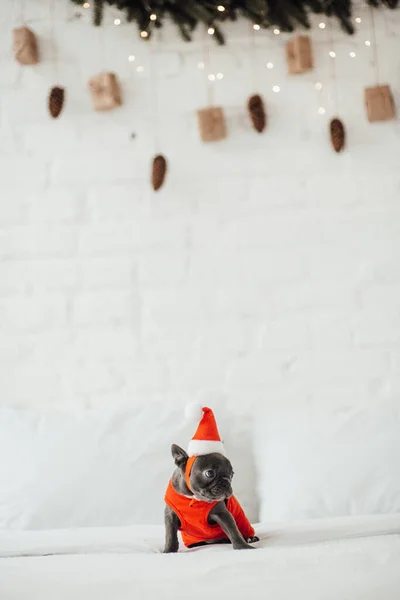 Lindo Bulldog Francés Sombrero Santa — Foto de Stock