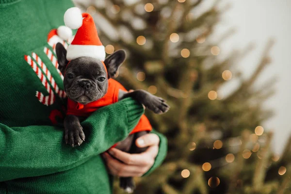 Személy Kézen Fogva Francia Bulldog Télapó Kalap — Stock Fotó