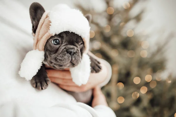 Person Holding Adorable French Bulldog Puppy Hat — Stock Photo, Image