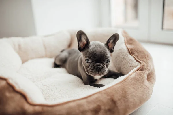 Cachorrinho Bulldog Francês Adorável — Fotografia de Stock