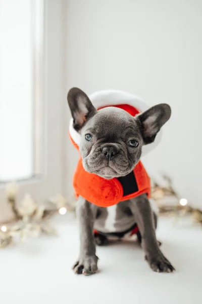 Niedliche Französische Bulldogge Weihnachtsmannkostüm — Stockfoto